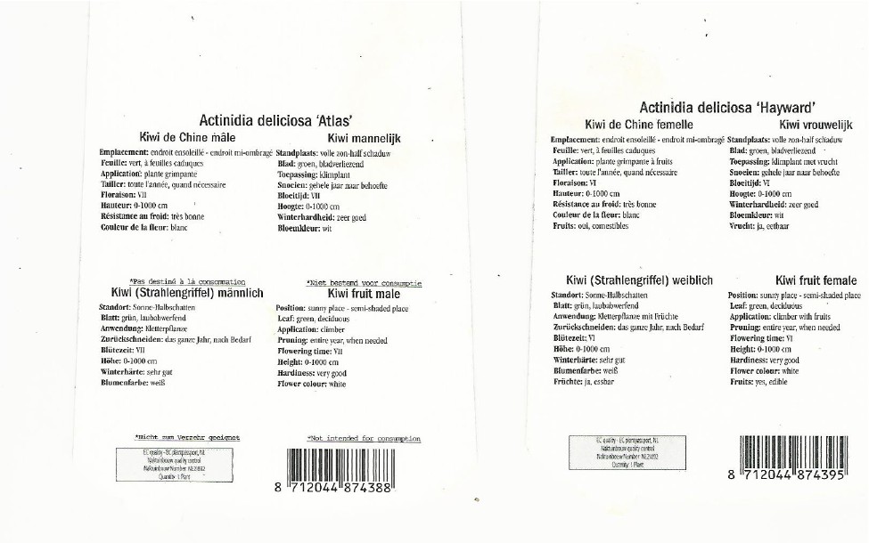 Actinidia (kiwi) male et femelle 0002.jpg